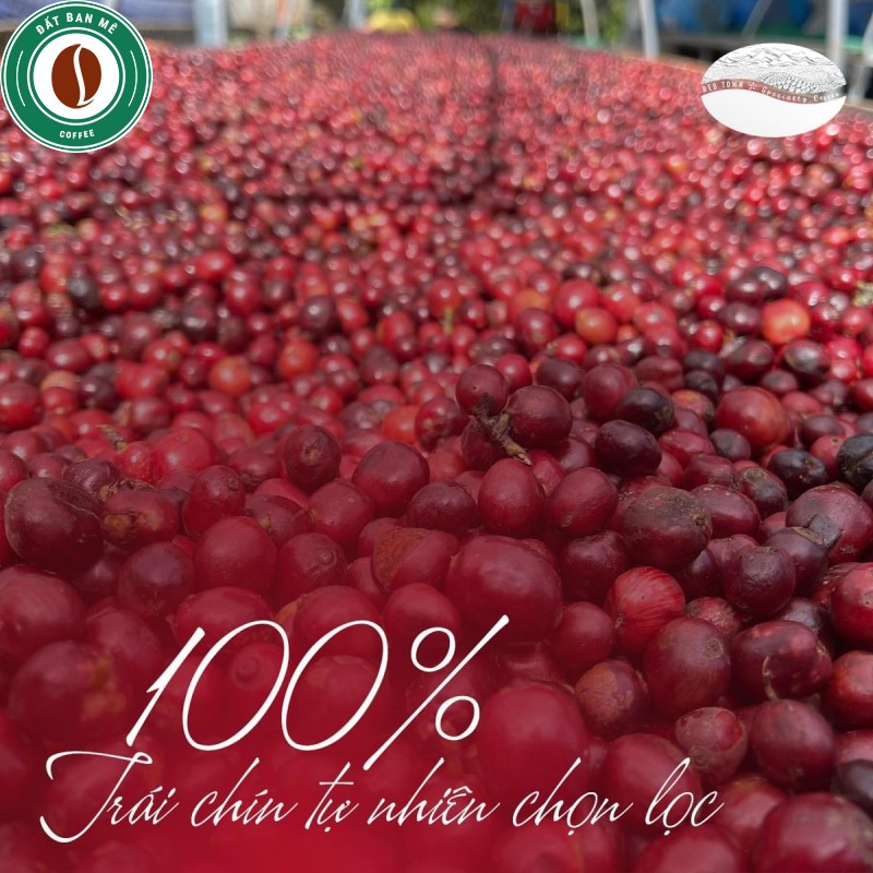 Fine Robusta dak lak