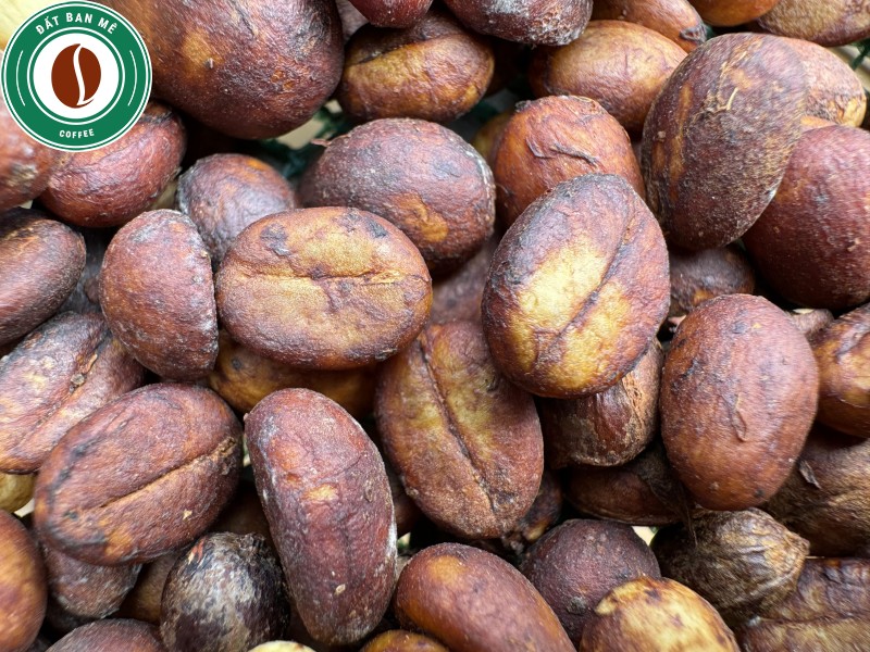 Robusta Honey ( Đất Ban Mê )